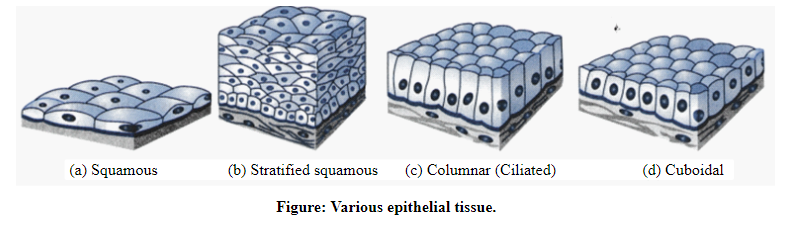 Human Anatomy & Physiology, Books a la Carte Edition (2nd Edition), Chapter 4, Problem 1CYR , additional homework tip  3