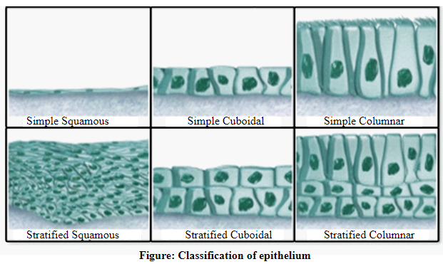 Human Anatomy & Physiology, Books a la Carte Edition (2nd Edition), Chapter 4, Problem 1CYR , additional homework tip  4