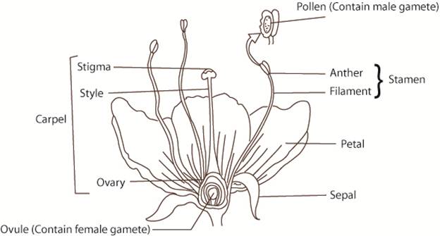Chapter 25, Problem 1LTB, Add labels to the figure that follows, which illustrates typical flower structure. 