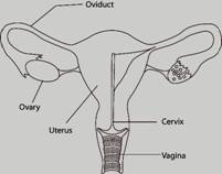 Chapter 7, Problem 2LTB, Add labels to the figure that follows, which illustrates female internal reproductive organs. 