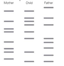 Chapter 9, Problem 3LTB, The DNA profile below is from a mother, a father, and their child. Compare the bands found in the 