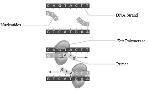 Chapter 9, Problem 9LTB, Add labels to the figure that follows, which illustrates the components in the PCR reaction. 