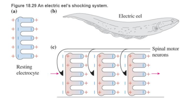 Chapter 18, Problem 63RPP, BIO Electric discharge by eels In several aquatic animals such as the South American electric eel 