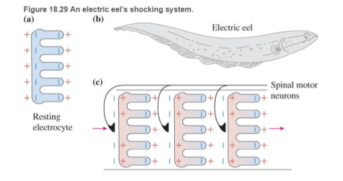 Chapter 18, Problem 64RPP, BIO Electric discharge by eels In several aquatic animals such as the South American electric eel , example  1