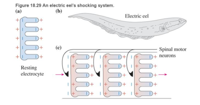 Chapter 18, Problem 65RPP, BIO Electric discharge by eels In several aquatic animals such as the South American electric eel 