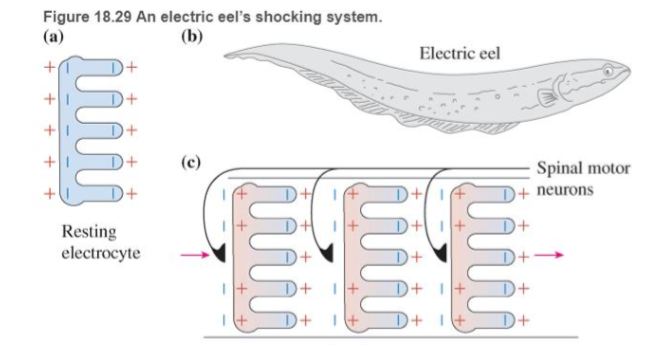 Chapter 18, Problem 66RPP, BIO Electric discharge by eels In several aquatic animals such as the South American electric eel 