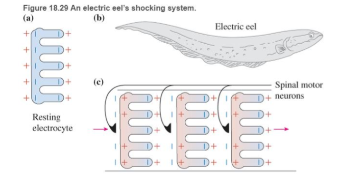Chapter 18, Problem 67RPP, BIO Electric discharge by eels In several aquatic animals such as the South American electric eel 