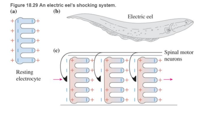 Chapter 18, Problem 68RPP, BIO Electric discharge by eels In several aquatic animals such as the South American electric eel 