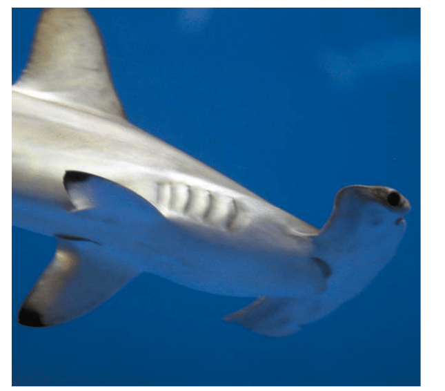 Chapter 21, Problem 55GP, BIO Hammerhead shark A hammerhead shark (Figure P21.55 has a 0.90-m-wide head. The shark swims north 
