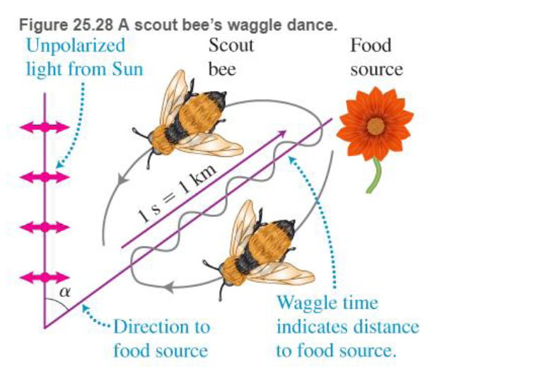 Chapter 25, Problem 50RPP, BIO Amazing honeybees The survival of a bee colony depends on the ability of bee scouts to locate 