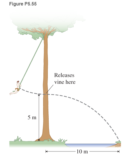 Chapter 5, Problem 55GP, ** A Tarzan swing Tarzan (mass 80 kg) swings at the end of an 8.0-m-long vine (Figure P5.55). When 