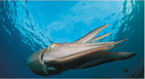 Chapter 6, Problem 52P, 52. * BIO EST Cuttlefish use jet propulsion to move rapidly. To do this, a cuttlefish fills its 