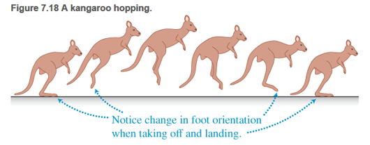 Chapter 7, Problem 89RPP, 
BIO Kangaroo hopping Hopping is an efficient method of locomotion for the kangaroo (see Figure , example  1