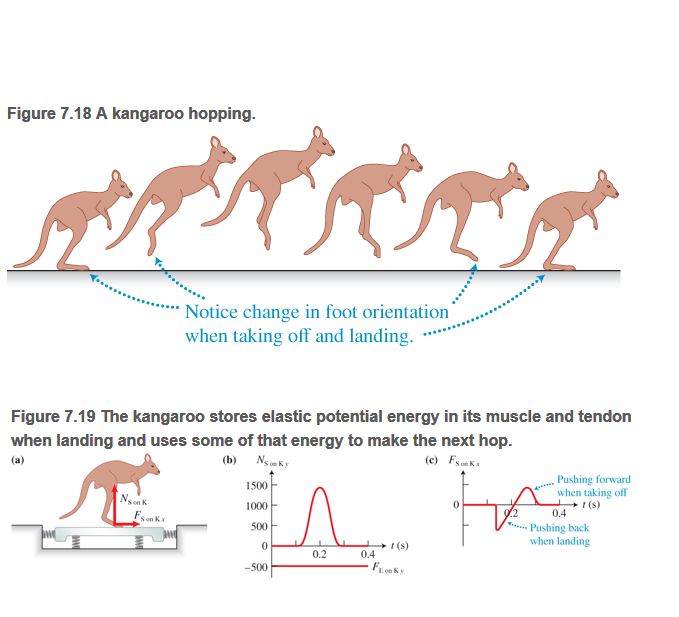 Chapter 7, Problem 90RPP, BIO Kangaroo hopping Hopping is an efficient method of locomotion for the kangaroo (see Figure 7.18 