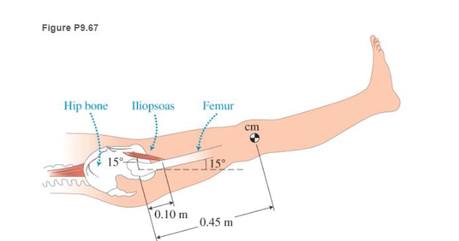 Chapter 9, Problem 67GP, 67. ** Bio Leg lift You are doing one-leg leg lifts (Figure P9.67) and decide to estimate the force 