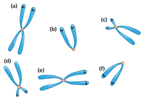 Chapter 10, Problem 29P, A eukaryote with a diploid number of 2n=6 carries the chromosomes shown below and labeled (a) to 