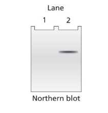 Chapter 14, Problem 30P, 12.34 Northern blot analysis is performed on cellular mRNA isolated from E. coli. The probe used in 