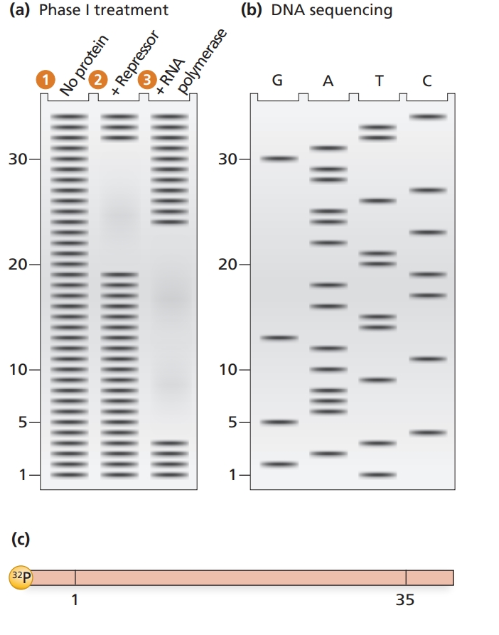 Chapter 12, Problem 37P, 12.37 The electrophoresis gel shown in part (a) is from a DNase footprint analysis of an operon 