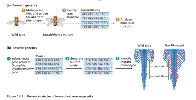 Chapter 14, Problem 29P, 14.29 As shown in Figure, mutations in the Drosophila Ultrabithorax (Ubx) gene result in wings 