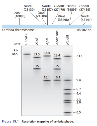 Chapter 15, Problem 15P, 15.15 The bacteriophage lambda genome can exist in either a linear form (see Figures  and) or a , example  1
