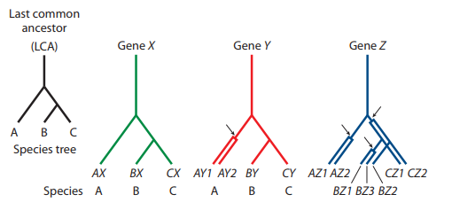 Chapter 18, Problem 16P, 16.16 Consider the phylogenetic tree below with three related species (A, B, C) that share a common 