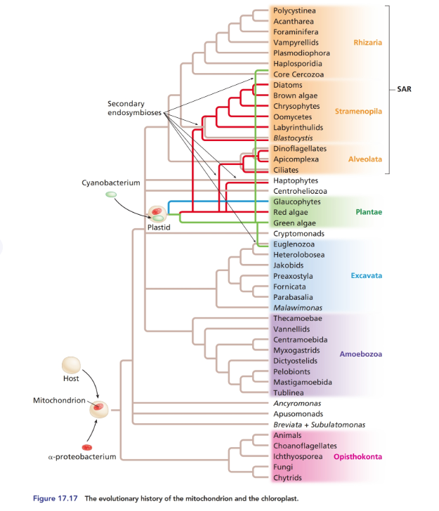 Chapter 17, Problem 9P, 17.9 Consider the phylogenetic tree presented in Figure. How were the origins of secondary 