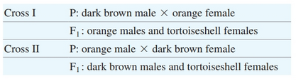 Chapter 3, Problem 17P, In cats, tortoiseshell coat color appears in females. A tortoiseshell coat has patches of dark brown 