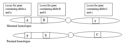 EBK GENETIC ANALYSIS, Chapter 5, Problem 1P , additional homework tip  2