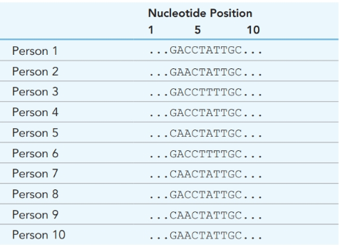 Chapter 5, Problem 33P, DNA sequence for 10 individuals are Identify the <x-custom-btb-me data-me-id='2606' class='microExplainerHighlight'>nucleotide</x-custom-btb-me> positions of all SNPs ( single 