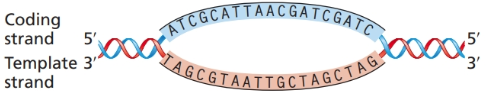 Chapter 8, Problem 25P, The accompanying illustration shows a portion of a gene undergoing transcription. The template and 