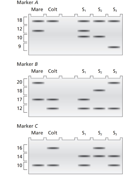 Chapter E, Problem 12P, Three independently assorting STR markers (A, B, and C) are used to assess the paternity of a colt 