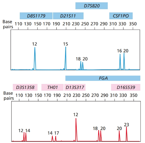 Chapter E, Problem 8P, E.8 Figure  illustrates the results of an electrophoretic analysis of  CODIS STR markers on a DNA , example  1