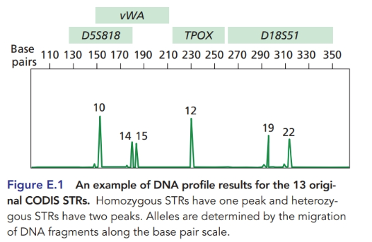 Chapter E, Problem 8P, E.8 Figure  illustrates the results of an electrophoretic analysis of  CODIS STR markers on a DNA , example  2