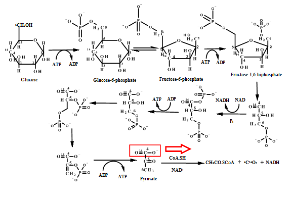 Biochemistry: Concepts and Connections (2nd Edition), Chapter 13, Problem 1P , additional homework tip  2