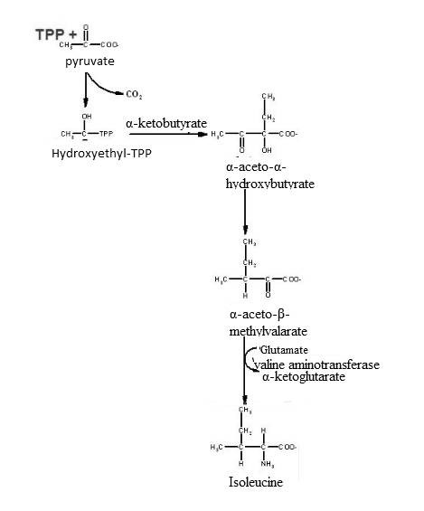 Pearson eText for Biochemistry: Concepts and Connections -- Instant Access (Pearson+), Chapter 18, Problem 28P 