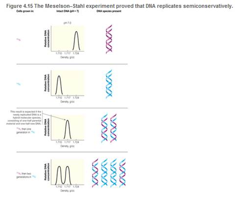 Chapter 4, Problem 8P, Refer to Figure 4.15, which presents the Meselson-Stahi experiment. DNA molecules can be denatured 