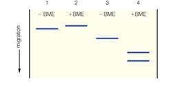 Chapter 6, Problem 14P, A protein gives a single band on SDS get electrophoresis, as shown in lanes 1 and 2 below. There is 