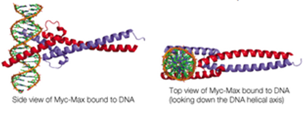 Chapter 6, Problem 16P, Below are shown two views of the backbone representation of the Myc-Max complex binding to DNA (PDB 