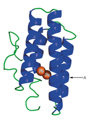 Chapter 6, Problem 3P, A schematic structure of the subunit of hemerythrin (an oxygen-binding protein from invertebrate 