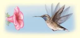 Chapter 6.1, Problem 45E, Objective C Write each rate as a unit rate. See Examples 9 and 10. A hummingbird moves its wings at 
