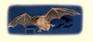 Chapter 6.1, Problem 46E, Objective C Write each rate as a unit rate. See Examples 9 and 10. A bat moves its wings at a rate 
