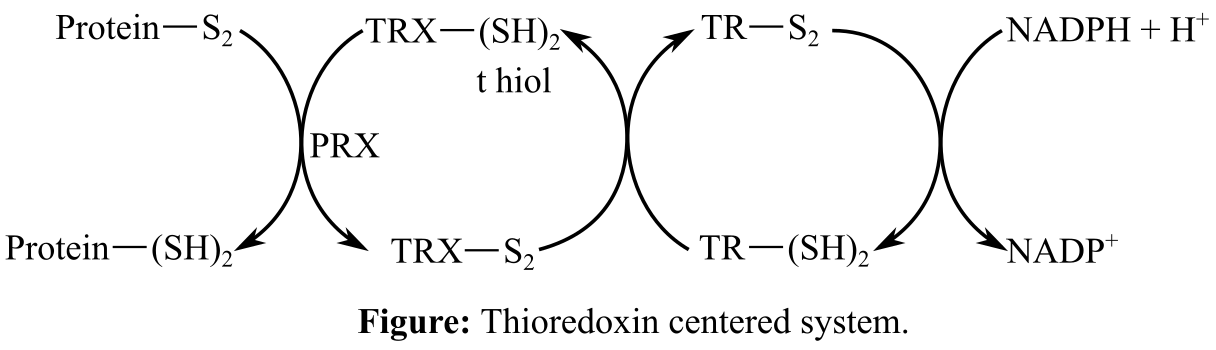 Biochemistry, The Molecular Basis of Life, 6th Edition, Chapter 10, Problem 62TQ 