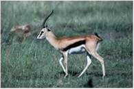 Chapter 8, Problem 8Q, Mammals that depend on being able to run fast have slender lower legs with flesh and muscle 