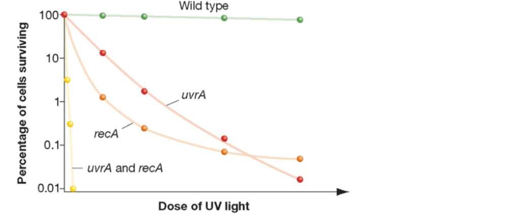 Chapter 15, Problem 15TYPSS, 
15. The graph that follows shows the survival of four different E. coli strains after exposure to 