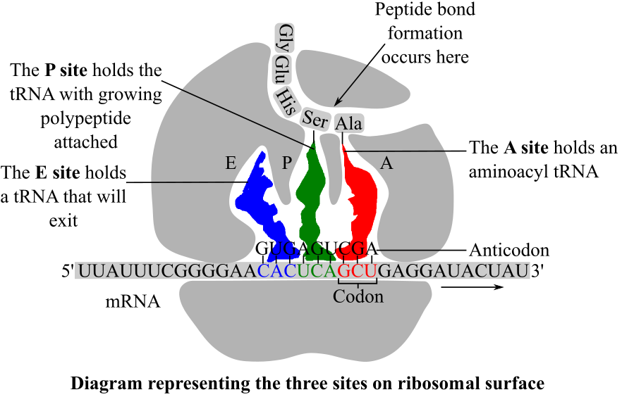 Biological Science, Chapter 17, Problem 10TYU 