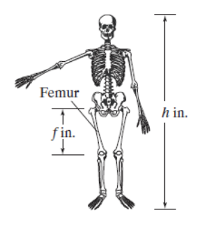 Chapter 6.2, Problem 131E, 131. A woman’s height, h, is related to the length of the femur, f (the bone from the knee to the 