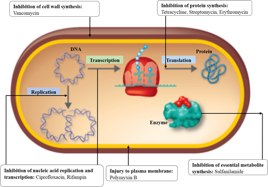 Microbiology: An Introduction Plus Mastering Microbiology with Pearson eText -- Access Card Package (13th Edition) (What's New in Microbiology), Chapter 20, Problem 1R 