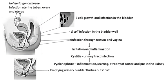 MASTERING MICROBIOLOGY ACCESS CARD, Chapter 26, Problem 1R 