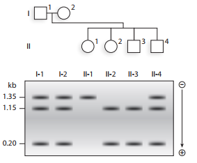 Chapter 10, Problem 15P, The family represented in the pedigree and Southern blot below has been evaluated for the presence 