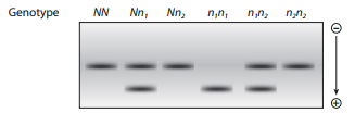 Chapter 10, Problem 33P, 33. Northern blot analysis is performed on mRNA produced by transcription of a gene in organisms 
